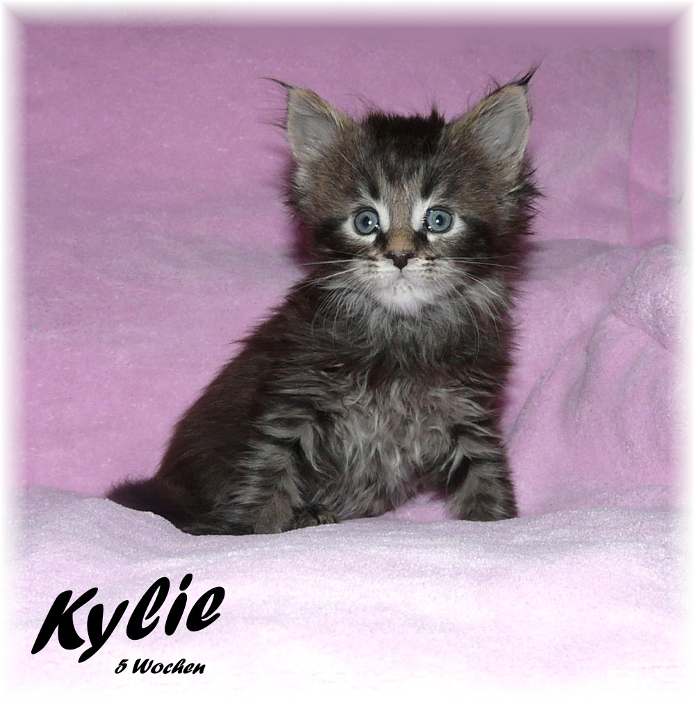 Maine Coon, Züchter, Kitten